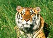 Go through the real Thrill of India Wildlife Tour