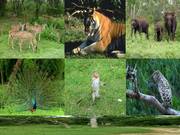 Jungle Resort India- Come and discover the wildlife in India