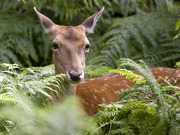 Book Wild Exotica,  Corbett Package from Dpauls