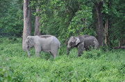 Enjoy with Wildlife Sanctuary and Elephant Ride at Dooars Forest