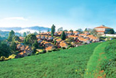 Ooty hotels