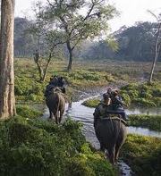 Enjoy North Bengal Jungles Tour on This PUJA 2013