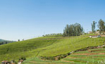 Best Holiday Packages in ooty