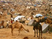 pushkar fair,  camel fair pushkar,  pushkar fair 2013