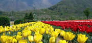 Kashmir Tour Packages with Srinagar for 4N/5D @14801/-