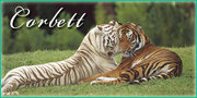 Jim Corbett Packages,  Jim Corbett national park,  jim corbett national park resorts