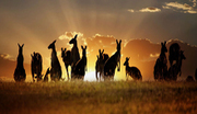 Australia Group Tour Packages 2015 from Delhi India