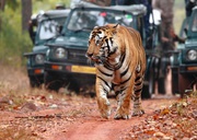 Ranthambore: a wildlife expedition