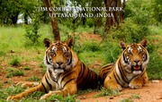 Jim Corbett tour packages