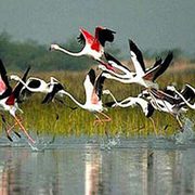 Bharatpur Weekend Tour from Delhi