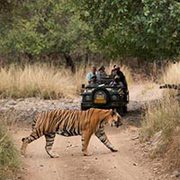 Ranthambore Weekend Tour Ex Delhi