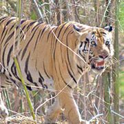 Delhi-Corbett National Park Weekend Tour