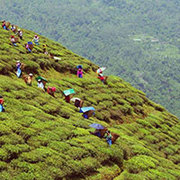 Darjeeling - Gangtok - Lachen - Pelling - Kalimpong Tour