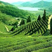 Gangtok - Lachen - Lachung - Gangtok - Pelling - Darjeeling Tour P