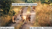 Sasan Gir National Park - History,  Geography,  Eco Tourism,  Conservatio