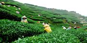 Kodaikanal Tour Packages