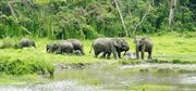 Get an Adventurous Elephant Ride Trip at Jaldapara Wild Life Sanctuary