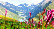 Valley of Flowers Trek with Trekveda