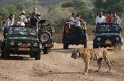 The Grand Golden Ranthambore With Couple.