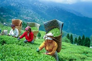 Gangtok to Darjeeling : Monasteries and Peaks Tour package. WITH MAINS