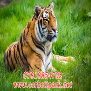 Corbett National Park 