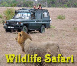 Wildlife tour packages,  Wildlife tours in india,  India Wildlife Tours